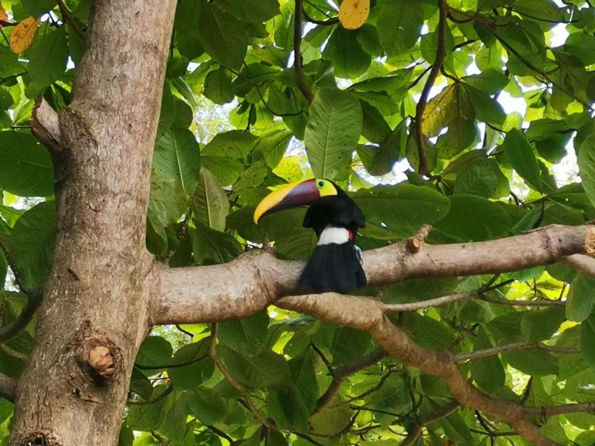 Hotel Canto De Ballenas Uvita Kültér fotó